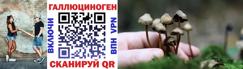 хочу   Ухта  Псилоцибиновые грибы Psilocybe 